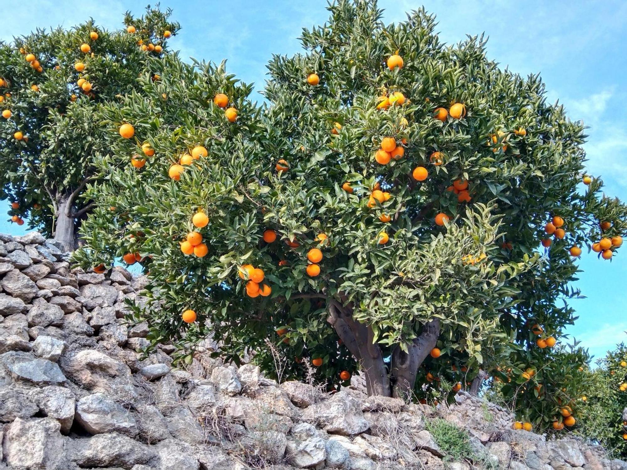B&B La Granadilla Conchar ภายนอก รูปภาพ